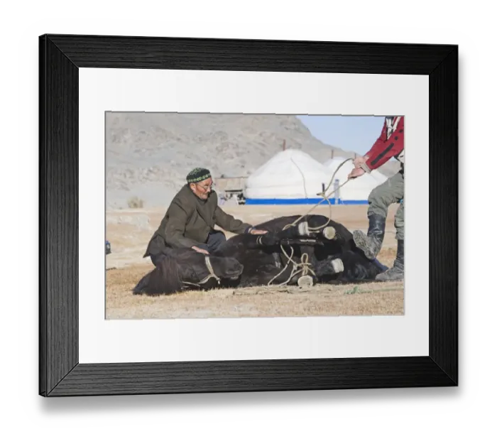 Framed Print : Kazakh nomads shoeing horse, Altai Mountains, Bayan-Ulgii, Western Mongolia, october Framed Print : Kazakh nomads shoeing horse, Altai Mountains, Bayan-Ulgii, Western Mongolia, october