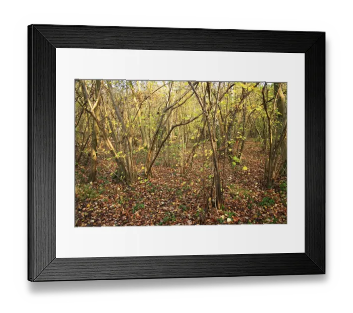 Framed Print : Common Hazel (Corylus avellana) coppiced ancient woodland habitat, Wolves Wood RSPB Reserve, Hadleigh, Suffolk Framed Print : Common Hazel (Corylus avellana) coppiced ancient woodland habitat, Wolves Wood RSPB Reserve, Hadleigh, Suffolk
