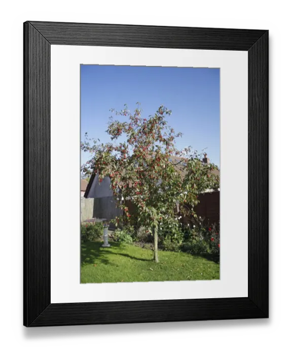Framed Print : Ornamental Crabapple (Malus x robusta) Red Sentinal, habit, with fruit, in garden, Suffolk, England, october Framed Print : Ornamental Crabapple (Malus x robusta) Red Sentinal, habit, with fruit, in garden, Suffolk, England, october