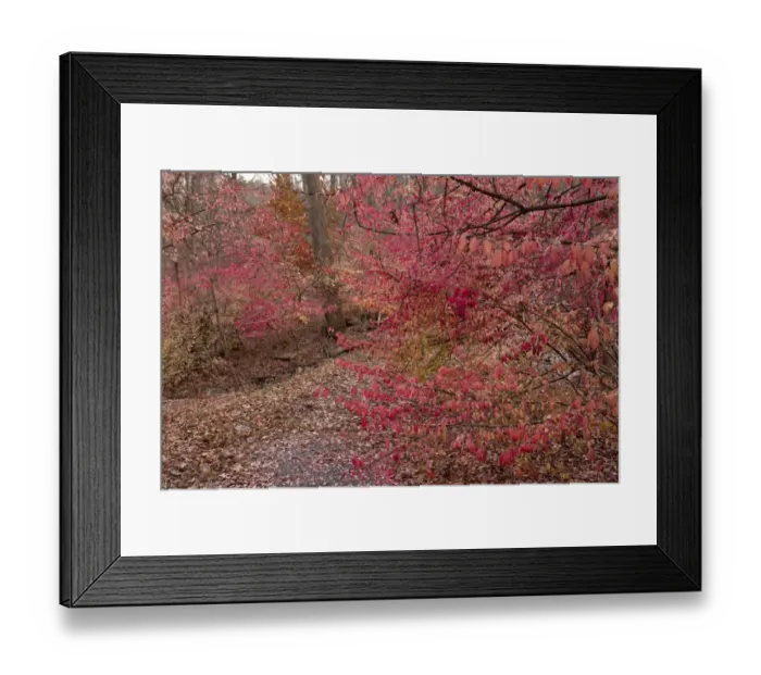 Framed Print : Winged Spindle (Euonymus alatus) introduced invasive species, autumn foliage, growing in woodland Framed Print : Winged Spindle (Euonymus alatus) introduced invasive species, autumn foliage, growing in woodland