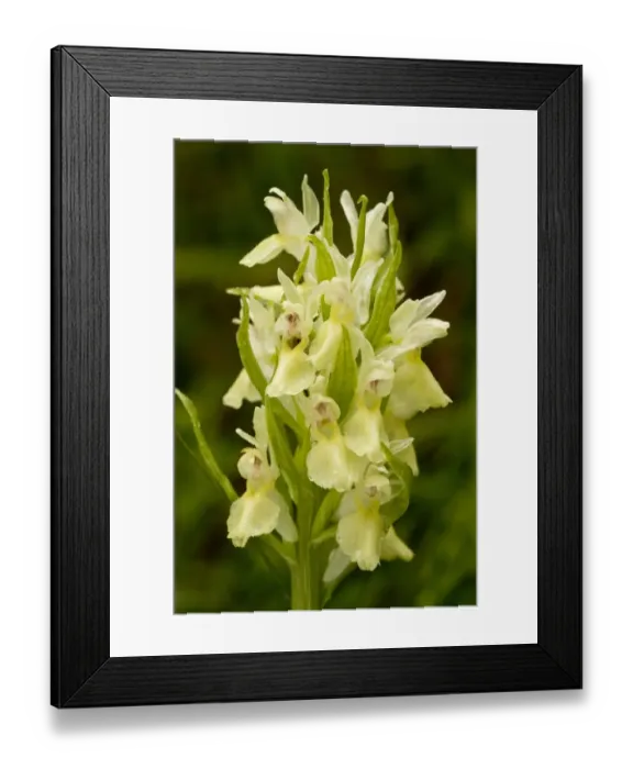 Framed Print : Elder-flowered Orchid (Dactylorhiza sambucina) yellow form, close-up of flowerspike, Bulgaria, may Framed Print : Elder-flowered Orchid (Dactylorhiza sambucina) yellow form, close-up of flowerspike, Bulgaria, may