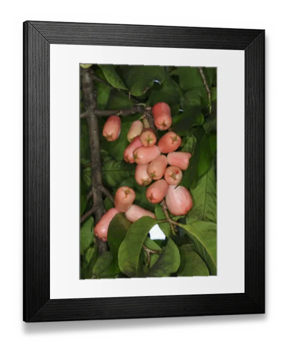 Framed Print : Cashew-nut (Anacardium occidentale) close-up of fruit, Trinidad, Trinidad and Tobago Framed Print : Cashew-nut (Anacardium occidentale) close-up of fruit, Trinidad, Trinidad and Tobago