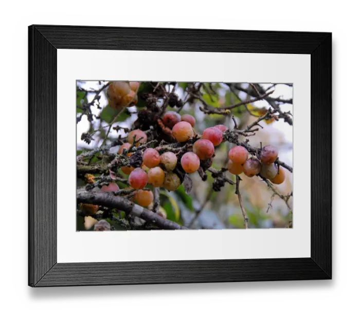 Framed Print : Wild Plum (Prunus domestica) late-fruiting, close-up of fruit, growing in hedgerow, Wigginton, Hertfordshire, England Framed Print : Wild Plum (Prunus domestica) late-fruiting, close-up of fruit, growing in hedgerow, Wigginton, Hertfordshire, England