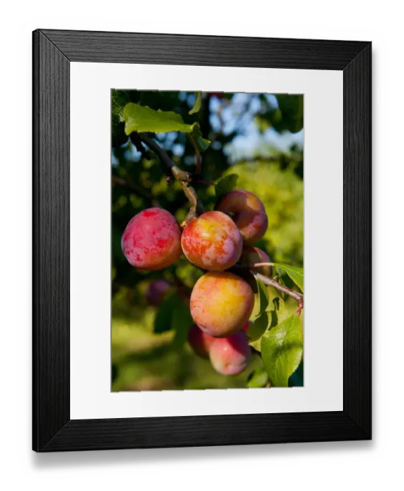 Framed Print : Plum (Prunus domestica) Reeves, close-up of fruit, growing in orchard, Norfolk, England, august