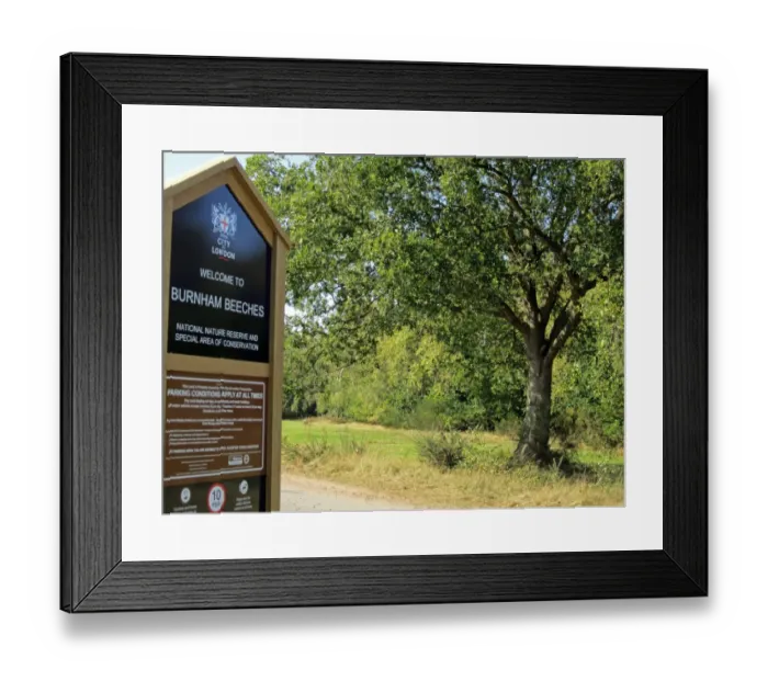 Framed Print : Sign in deciduous woodland habitat, Burnham Beeches N. N. R. Buckinghamshire, England, october Framed Print : Sign in deciduous woodland habitat, Burnham Beeches N. N. R. Buckinghamshire, England, october