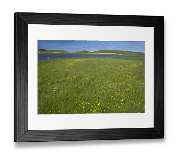 Framed Print : Wildflowers at edge of freshwater loch, Loch Spiggie, Loch Spiggie RSPB Reserve, Mainland, Shetland Islands, Scotland