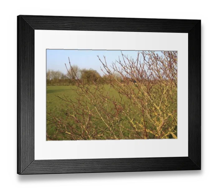 Framed Print : Common Dogwood (Cornus sanguinea) bare red stems, growing in hedgerow beside pasture, Bacton, Suffolk, England, march Framed Print : Common Dogwood (Cornus sanguinea) bare red stems, growing in hedgerow beside pasture, Bacton, Suffolk, England, march