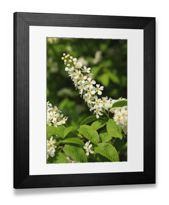 Framed Print : Bird Cherry (Prunus padus) close-up of flowers, Powys, Wales, april Framed Print : Bird Cherry (Prunus padus) close-up of flowers, Powys, Wales, april