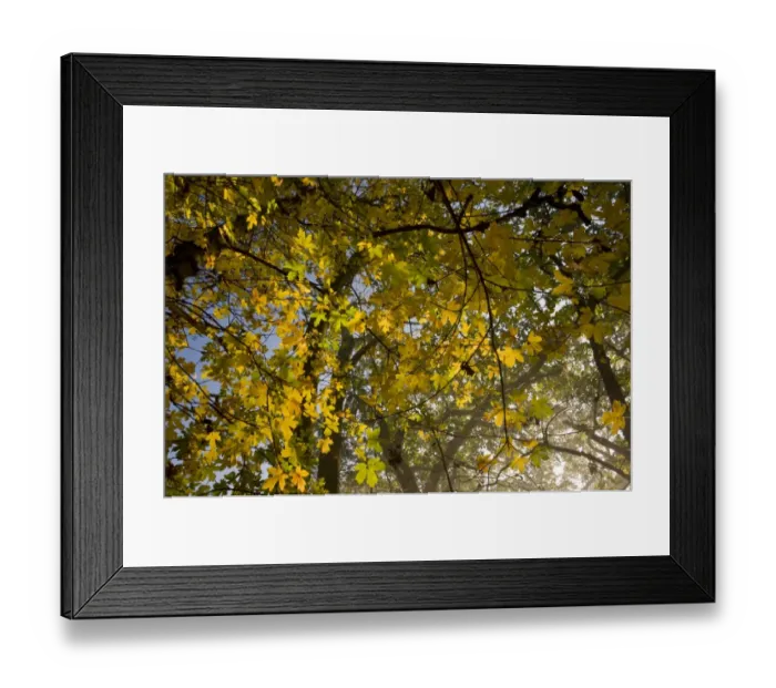 Framed Print : Field Maple (Acer campestre) leaves in autumn colour, growing in deciduous woodland, Ranscombe Farm Plantlife Reserve Framed Print : Field Maple (Acer campestre) leaves in autumn colour, growing in deciduous woodland, Ranscombe Farm Plantlife Reserve