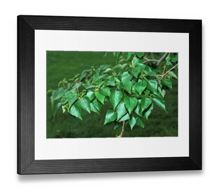 Framed Print : Poplar Balsam Western (Populus trichicarpa) Leaf Framed Print : Poplar Balsam Western (Populus trichicarpa) Leaf