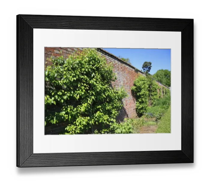 Framed Print : Common Pear (Pyrus communis) espalier, growing against brick wall of walled garden, Thornham Estate, Thornham Magna Framed Print : Common Pear (Pyrus communis) espalier, growing against brick wall of walled garden, Thornham Estate, Thornham Magna