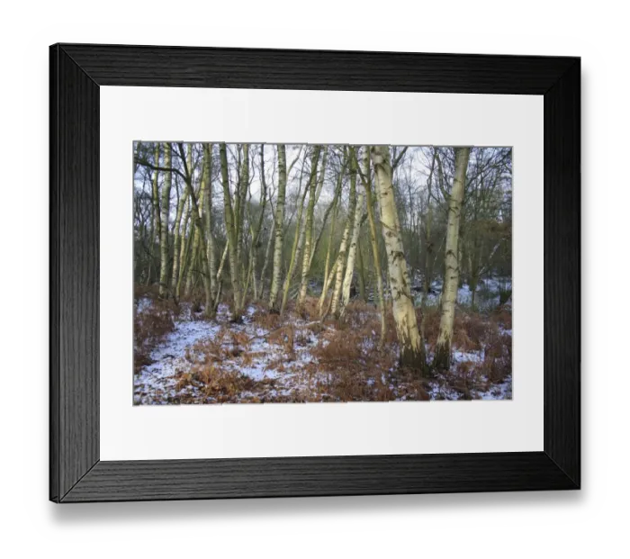 Framed Print : Silver Birch (Betula pendula) woodland habitat in snow, at edge of river valley fen, Redgrave and Lopham Fen N. N. R