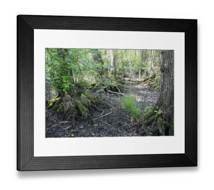 Framed Print : Common Alder (Alnus glutinosa) exposed roots, growing in alder carr wet woodland habitat Framed Print : Common Alder (Alnus glutinosa) exposed roots, growing in alder carr wet woodland habitat
