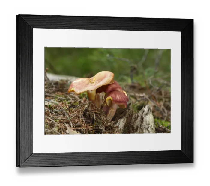 Framed Print : Plums and Custard (Tricholomopsis rutilans) fruiting bodies, growing on rotting conifer stump, Powys, Wales, august Framed Print : Plums and Custard (Tricholomopsis rutilans) fruiting bodies, growing on rotting conifer stump, Powys, Wales, august