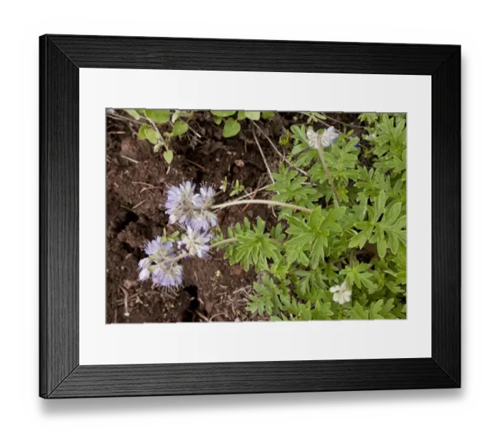 Framed Print : Pacific Waterleaf (Hydrophyllum tenuipes) flowering, Cone Peak, Central Cascade Mountains, Oregon, U. S. A. july Framed Print : Pacific Waterleaf (Hydrophyllum tenuipes) flowering, Cone Peak, Central Cascade Mountains, Oregon, U. S. A. july
