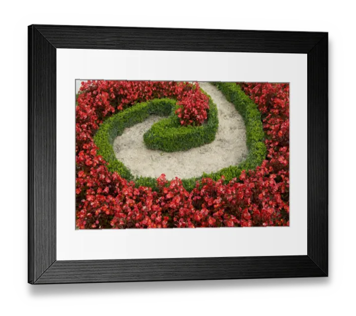 Framed Print : Box (Buxus sempervirens) decorative clipped low hedge, with Cultivated Begonia (Begonia sp. ) flowers in garden Framed Print : Box (Buxus sempervirens) decorative clipped low hedge, with Cultivated Begonia (Begonia sp. ) flowers in garden