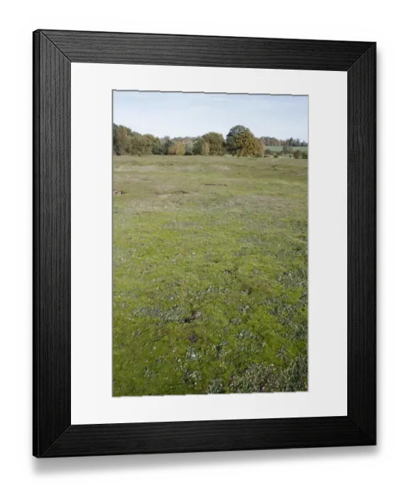 Framed Print : View of habitat on lowland heathland reserve, Wortham Ling, Suffolk, England, october Framed Print : View of habitat on lowland heathland reserve, Wortham Ling, Suffolk, England, october