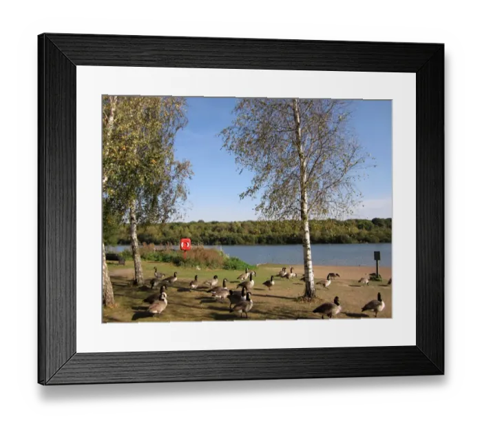 Framed Print : View of reservoir with Canada Goose (Branta canadensis) flock on bank, Ruislip Lido, Ruislip Woods N. N. R Framed Print : View of reservoir with Canada Goose (Branta canadensis) flock on bank, Ruislip Lido, Ruislip Woods N. N. R
