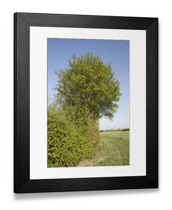 Framed Print : Field Maple (Acer campestre) habit, growing in hedgerow beside arable farmland, Bacton, Suffolk, England, april Framed Print : Field Maple (Acer campestre) habit, growing in hedgerow beside arable farmland, Bacton, Suffolk, England, april