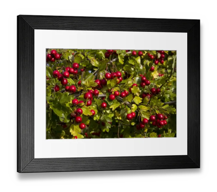 Framed Print : Common Hawthorn (Crataegus monogyna) close-up of berries, England, october Framed Print : Common Hawthorn (Crataegus monogyna) close-up of berries, England, october