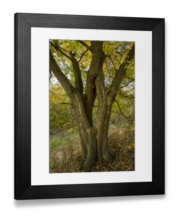 Framed Print : Field Maple (Acer campestre) old coppiced (or low pollard) trunk, Ranscombe Farm Plantlife Reserve, Kent, England Framed Print : Field Maple (Acer campestre) old coppiced (or low pollard) trunk, Ranscombe Farm Plantlife Reserve, Kent, England