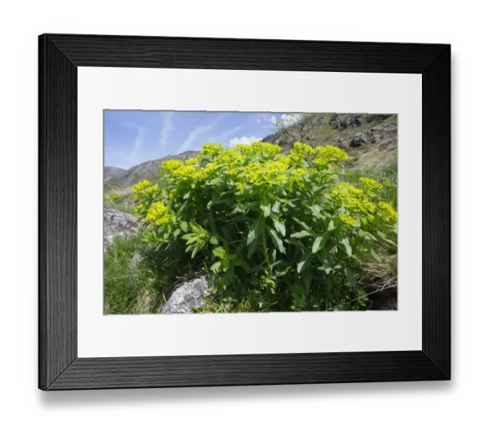 Framed Print : Irish Spurge (Euphorbia hyberna) flowering, growing on mountain slope, Pyrenees, Ariege, France, may Framed Print : Irish Spurge (Euphorbia hyberna) flowering, growing on mountain slope, Pyrenees, Ariege, France, may