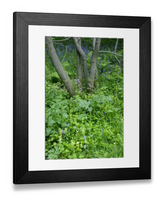 Framed Print : Ancient woodland with Bluebell (Endymion non-scripta), Yellow Archangel (Lamiastrum galeobdolon)