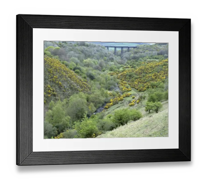 Framed Print : View of river valley with gorse flowering on slopes, Meldon Viaduct, River Okement, Meldon, Dartmoor, Devon, England Framed Print : View of river valley with gorse flowering on slopes, Meldon Viaduct, River Okement, Meldon, Dartmoor, Devon, England