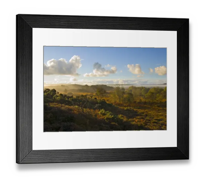 Framed Print : View over lowland heath habitat in morning, Dorset, England, october Framed Print : View over lowland heath habitat in morning, Dorset, England, october