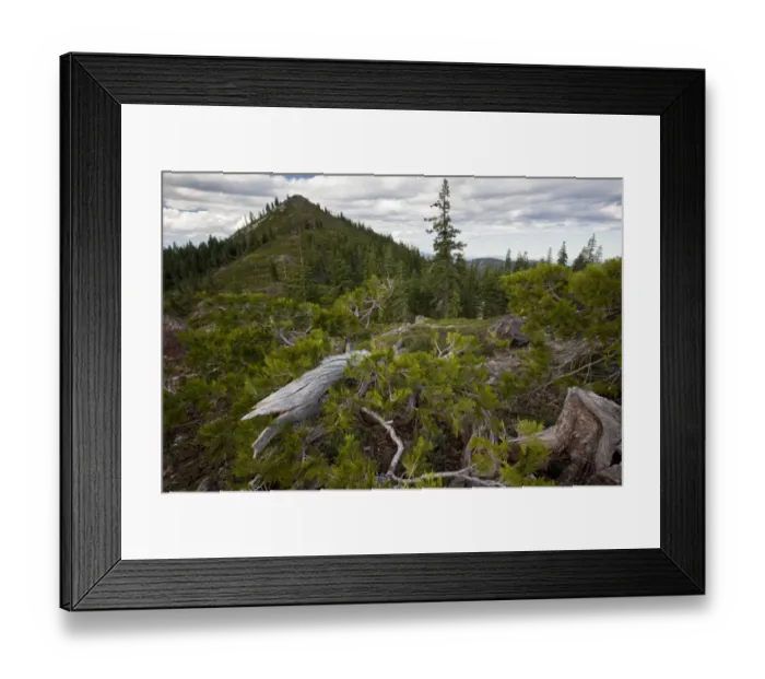 Framed Print : Incense Cedar (Calocedrus decurrens) ancient dwarfed high altitude habit, growing in mountain habitat Framed Print : Incense Cedar (Calocedrus decurrens) ancient dwarfed high altitude habit, growing in mountain habitat