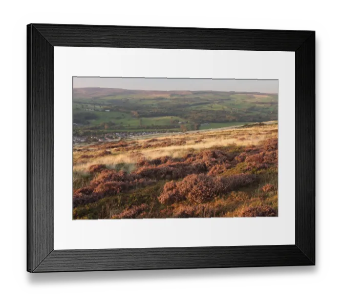 Framed Print : View of heather and bilberry moorland habitat, above Ilkley town, Ilkley Moor, Rombalds Moor, West Yorkshire, England Framed Print : View of heather and bilberry moorland habitat, above Ilkley town, Ilkley Moor, Rombalds Moor, West Yorkshire, England