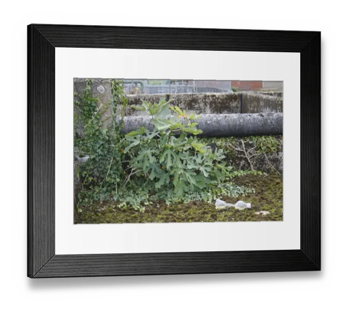 Framed Print : Common Fig (Ficus carica) garden escapee, habit, growing at sewage works, Bacton, Suffolk, England, september Framed Print : Common Fig (Ficus carica) garden escapee, habit, growing at sewage works, Bacton, Suffolk, England, september