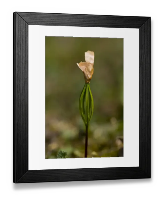 Framed Print : Macedonian Pine (Pinus peuce) seedling germinating, with seed coat still attached, Bulgaria, may Framed Print : Macedonian Pine (Pinus peuce) seedling germinating, with seed coat still attached, Bulgaria, may