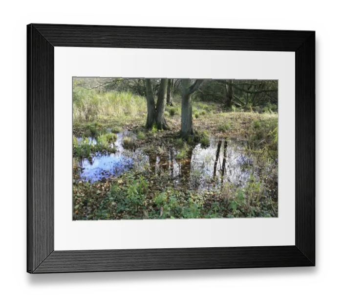 Framed Print : Common Oak (Quercus robur) and Common Alder (Alnus glutinosa) growing in alder carr wet woodland habitat