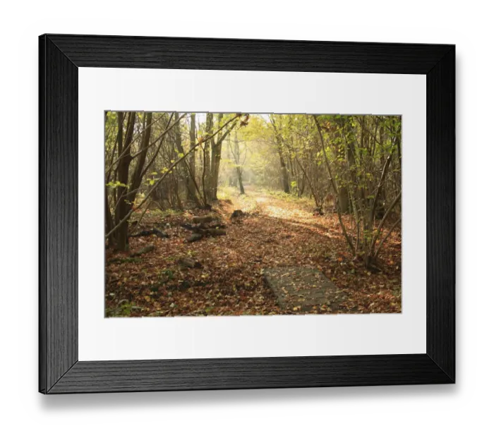 Framed Print : European Hornbeam (Carpinus betulus) ancient coppiced woodland habitat with path and boardwalk Framed Print : European Hornbeam (Carpinus betulus) ancient coppiced woodland habitat with path and boardwalk