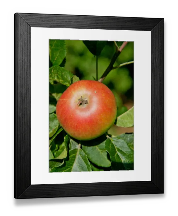 Framed Print : Cultivated Apple (Malus domestica) Discovery, close-up of fruit, growing in orchard, Norfolk, England, august Framed Print : Cultivated Apple (Malus domestica) Discovery, close-up of fruit, growing in orchard, Norfolk, England, august
