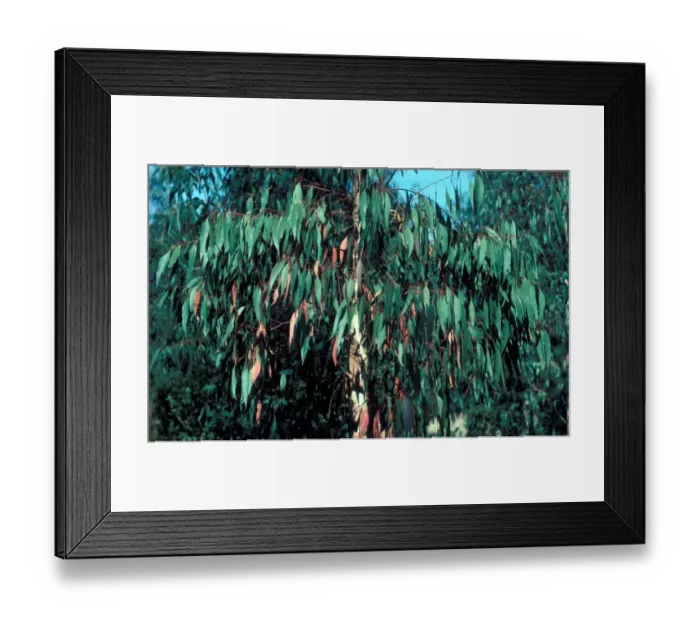 Framed Print : Tree-Eucalyptus (Eucalyptus camal dulensis) close-up leaves on branch