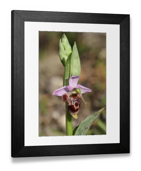 Framed Print : Heldreichs Bee Orchid (Ophrys heldreichii) close-up of flower, Peloponesos, Southern Greece, april