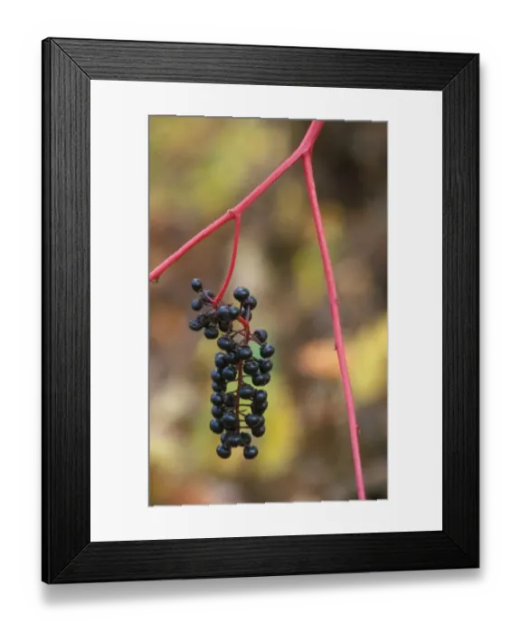 Framed Print : Poke Berry (Phytolacca americana) Appalachians, USA Framed Print : Poke Berry (Phytolacca americana) Appalachians, USA