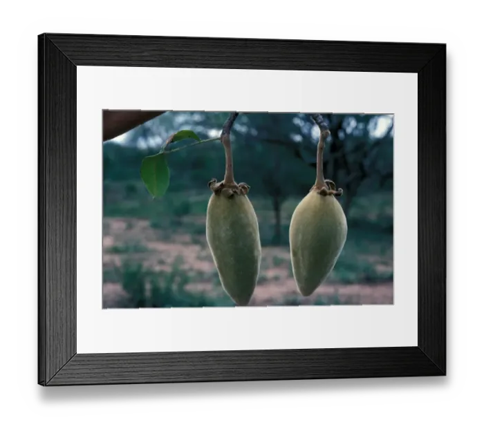 Framed Print : Tree - Boabab (Adansonia digitata) Close-up of fruits Framed Print : Tree - Boabab (Adansonia digitata) Close-up of fruits