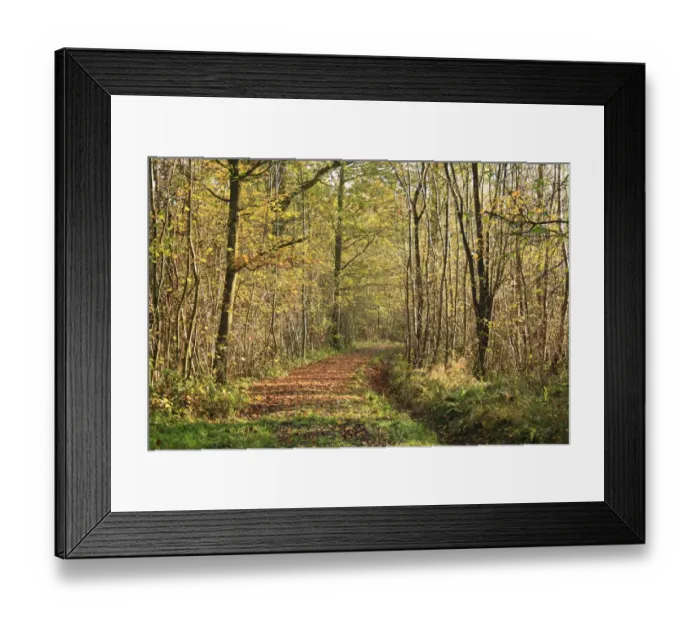 Framed Print : Common Oak (Quercus robur) and European Hornbeam (Carpinus betulus) ancient woodland habitat with path