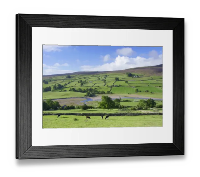 Framed Print : View of cattle grazing in pasture, river and drystone walls on hillside, River Swale, Reeth, Swaledale