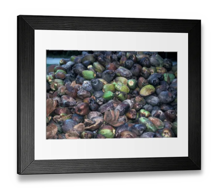 Framed Print : Palm Coconut Coconut (Cocos nucifera) Nuts still with husk s Framed Print : Palm Coconut Coconut (Cocos nucifera) Nuts still with husk s