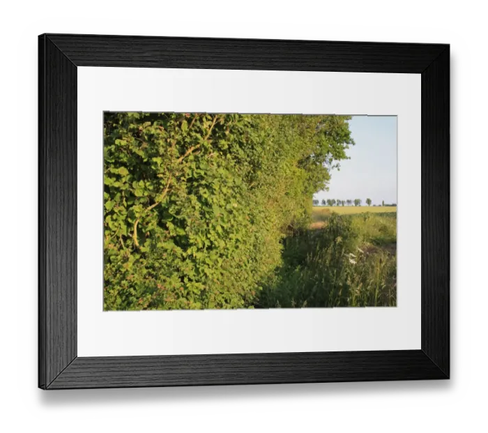 Framed Print : Common Hazel (Corylus avellana) habit, growing in hedgerow at edge of arable field, Bacton, Suffolk, England, june Framed Print : Common Hazel (Corylus avellana) habit, growing in hedgerow at edge of arable field, Bacton, Suffolk, England, june
