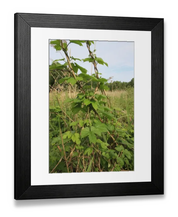 Framed Print : Common Hop (Humulus lupulus) leaves, climbing reed stems in reedbed, Little Ouse Headwaters Project, Hinderclay Fen Framed Print : Common Hop (Humulus lupulus) leaves, climbing reed stems in reedbed, Little Ouse Headwaters Project, Hinderclay Fen
