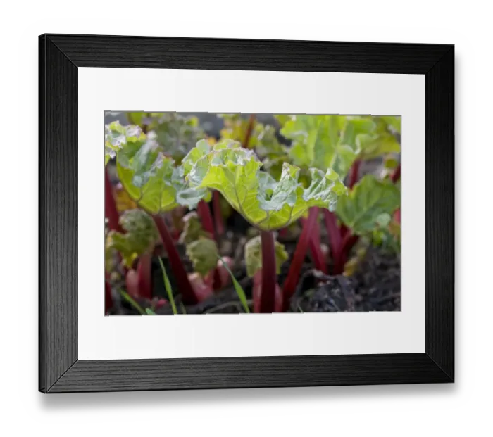 Framed Print : Rhubarb (Rheum sp. ) young leaves, growing in garden, England, march Framed Print : Rhubarb (Rheum sp. ) young leaves, growing in garden, England, march