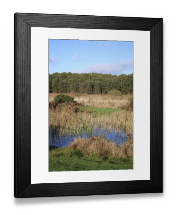 Framed Print : View of pool, fen and woodland habitat, in valley fen reserve, Market Weston Fen, Market Weston, Suffolk, England
