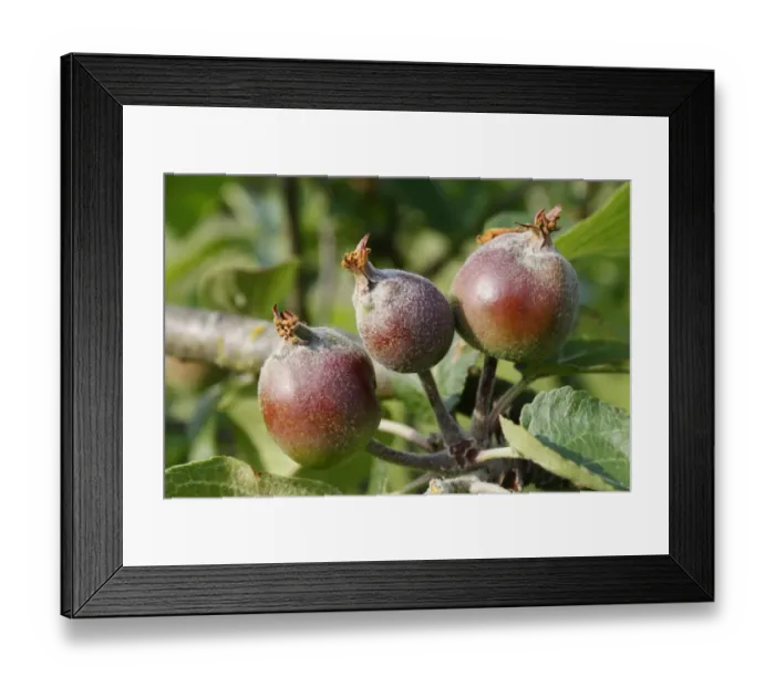 Framed Print : Cultivated Apple (Malus domestica) close-up of developing fruit, in garden, Suffolk, England, may