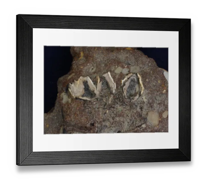 Framed Print : Fossilized deer teeth embeded in Eccles concrete river deposits from Cromer Forest Beds, laid down over 500 Framed Print : Fossilized deer teeth embeded in Eccles concrete river deposits from Cromer Forest Beds, laid down over 500