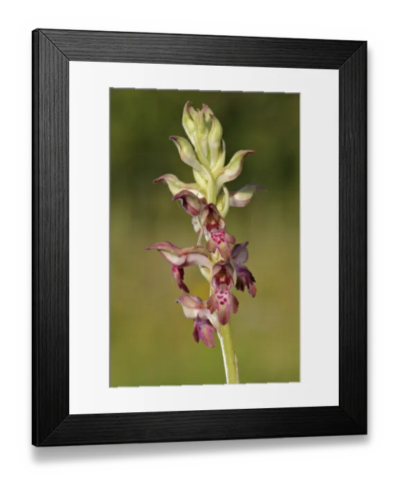 Framed Print : Bug Orchid (Anacamptis coriophora) close-up of flowerspike, Italy, may